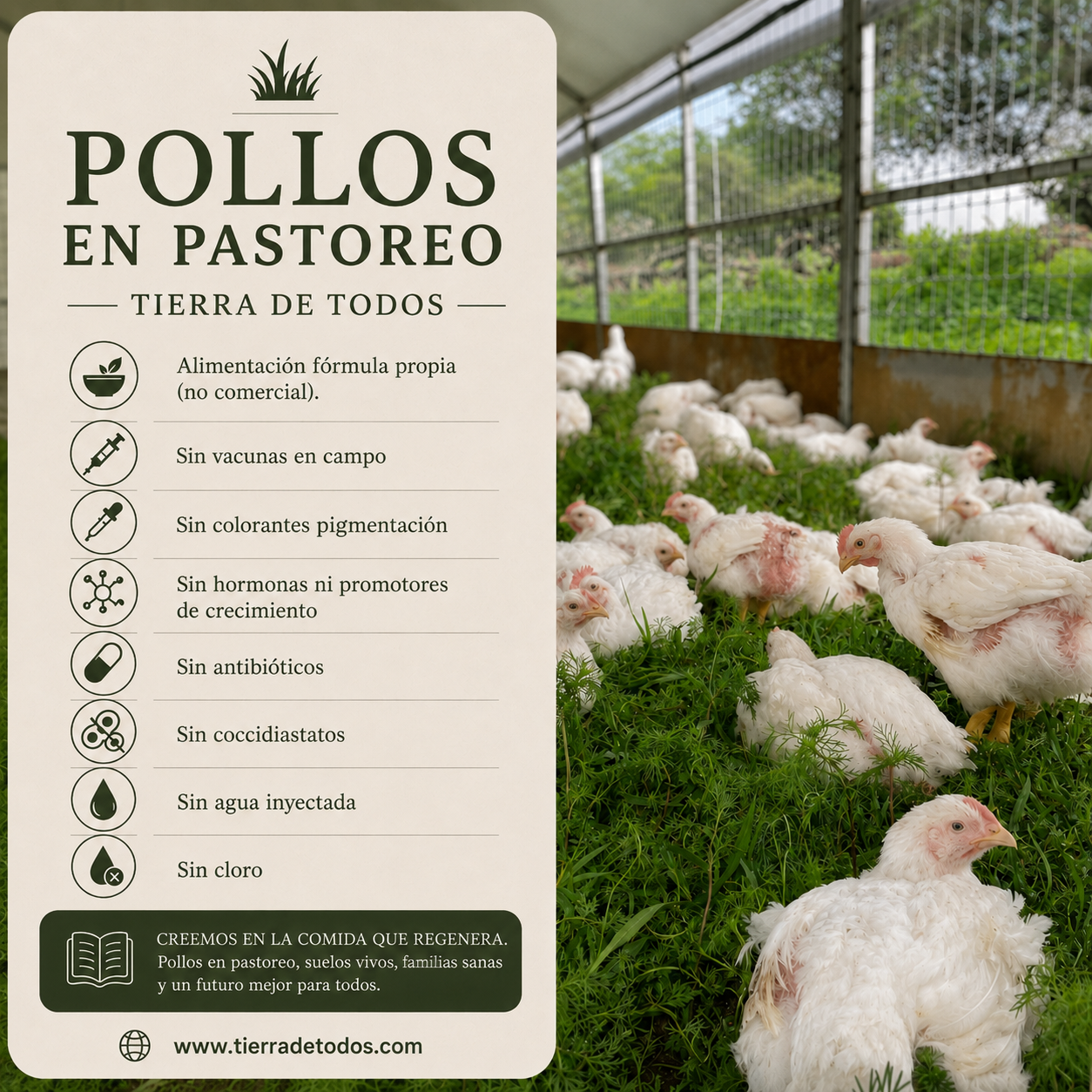 Pollo entero de pastoreo