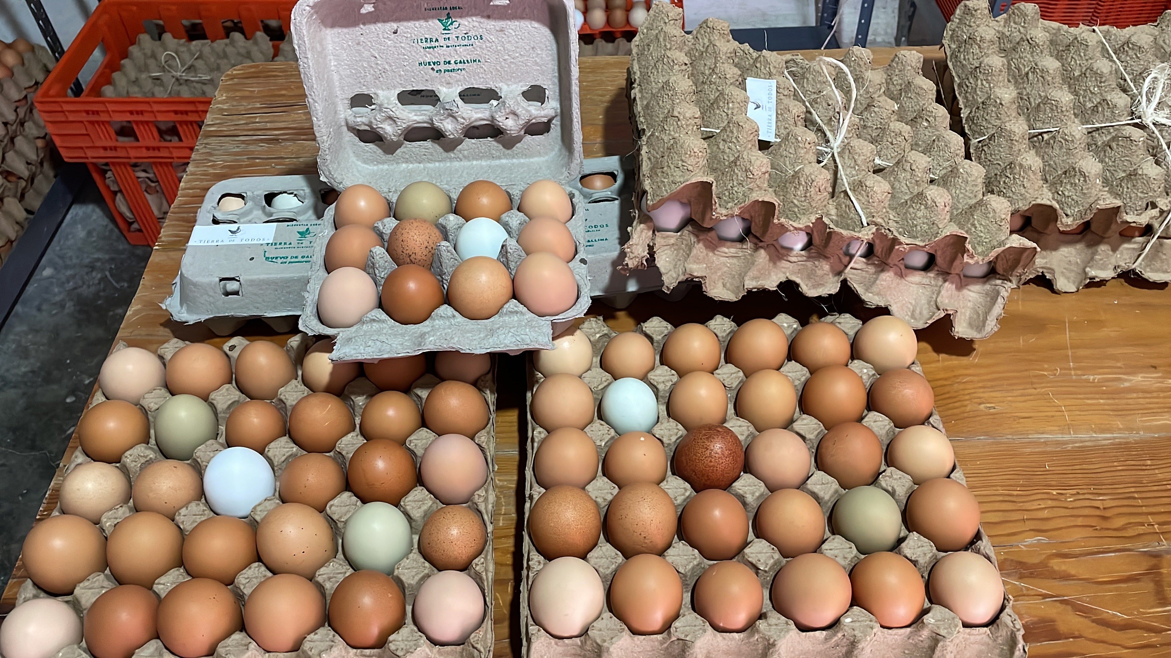 Huevo, en docenera, de gallinas de pastoreo