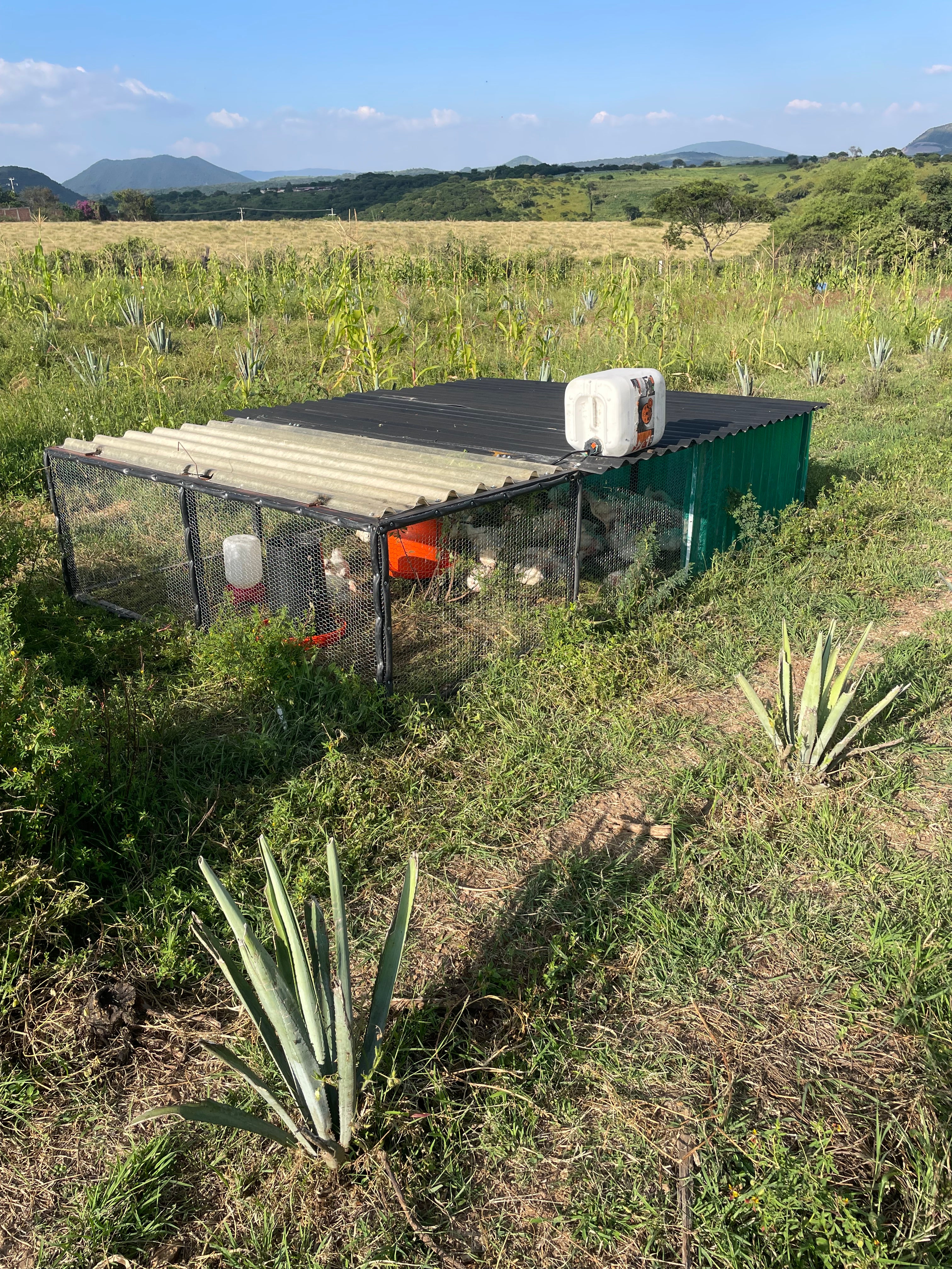 Pollo entero de pastoreo
