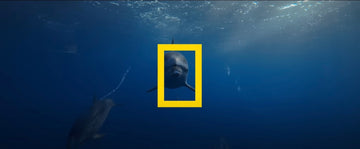 Video Océano con David Attenborough