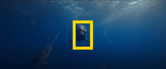 Video Océano con David Attenborough