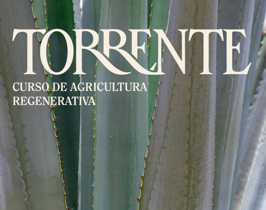 Semana Torrente │ 26 Septiembre 2025