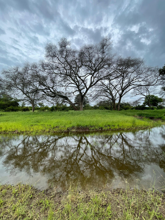 Journey to Dimbangombe