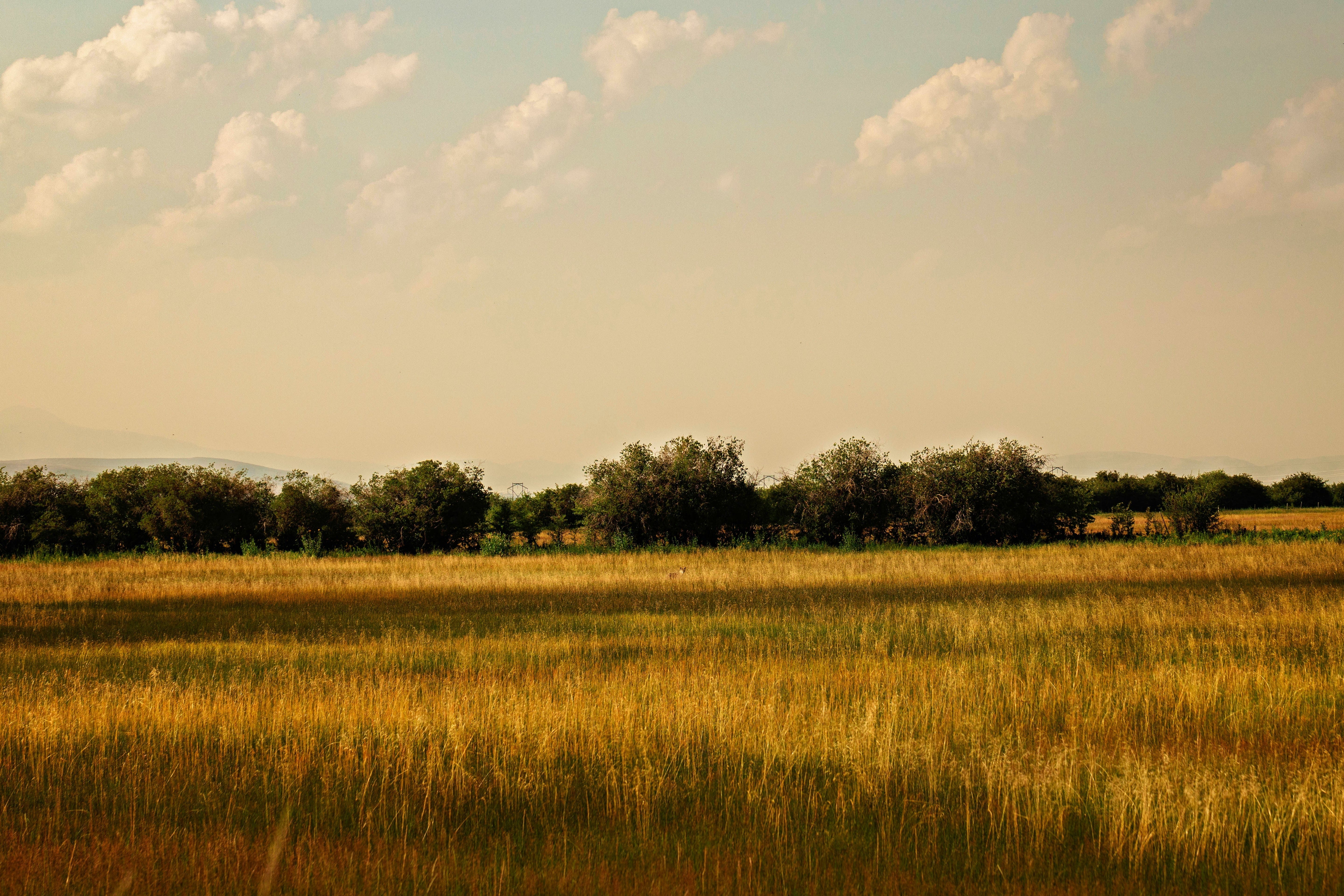 Chihuahuan Desert Grasslands of Mexico