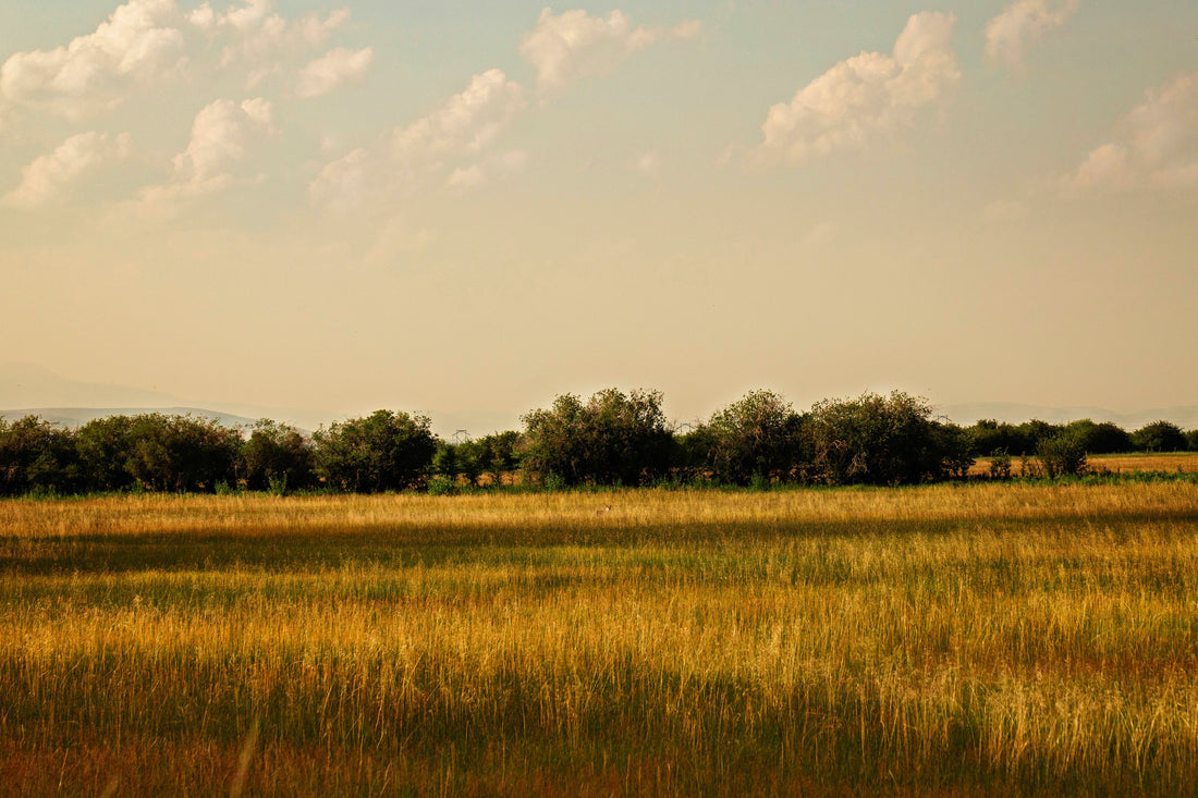Chihuahuan Desert Grasslands of Mexico