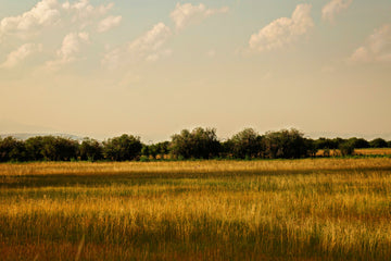 Chihuahuan Desert Grasslands of Mexico