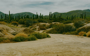 How livestock can "green" global deserts and restore degraded land