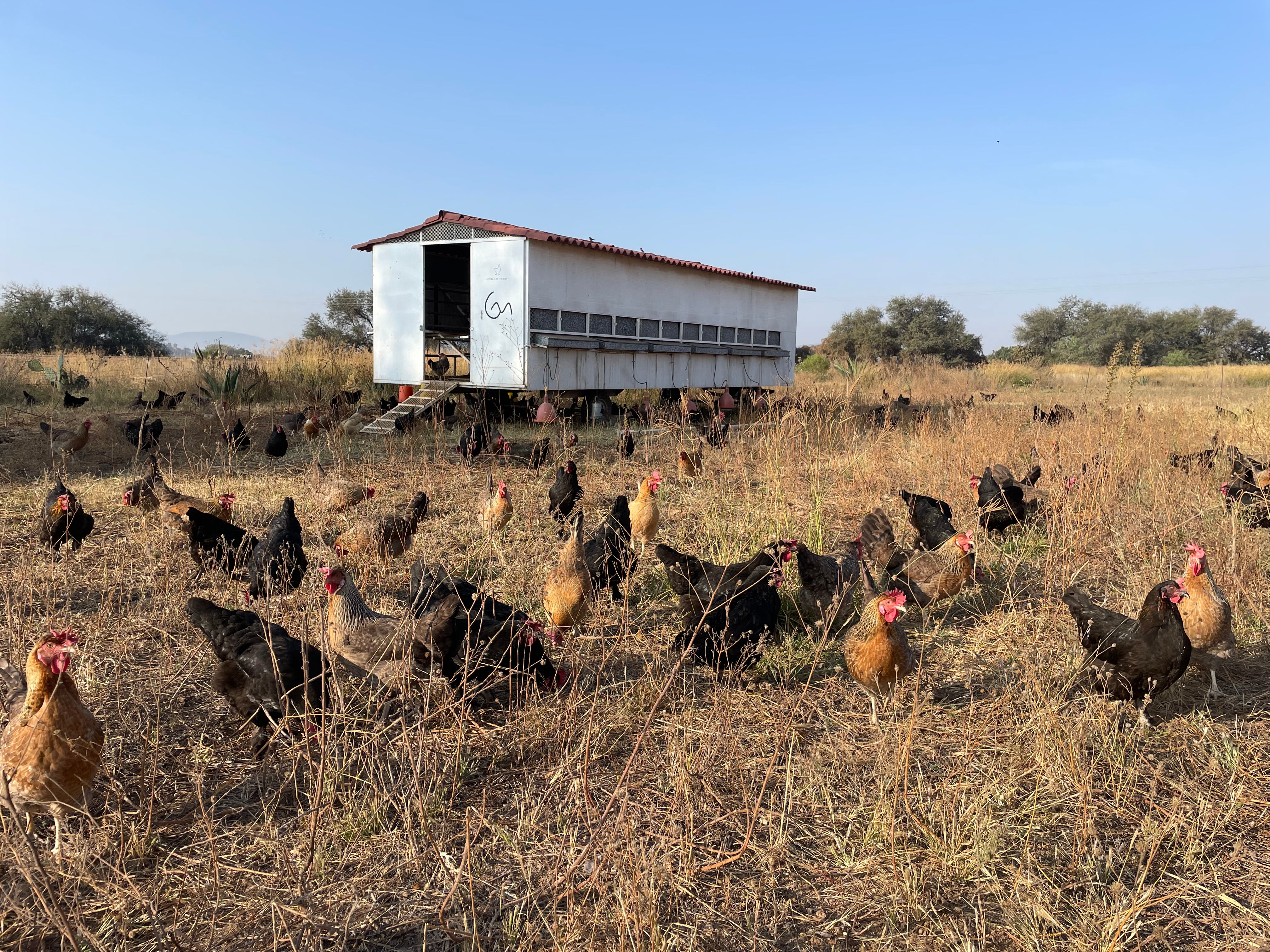 Huevo, en treintena, de gallinas de pastoreo
