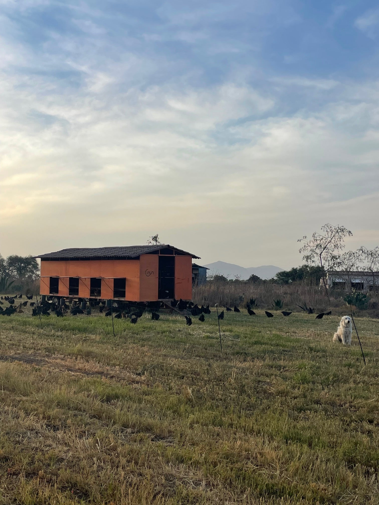 Huevo, en treintena, de gallinas de pastoreo